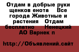 Отдам в добрые руки щенков енота. - Все города Животные и растения » Отдам бесплатно   . Ненецкий АО,Варнек п.